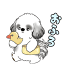 B＆Wシーズー犬 2025 「リアクション」（個別スタンプ：37）