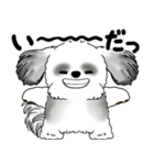 B＆Wシーズー犬 2025 「リアクション」（個別スタンプ：39）