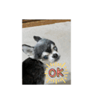ニカ16歳（個別スタンプ：5）
