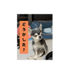 ニカ16歳（個別スタンプ：12）