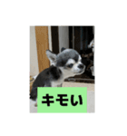 ニカ16歳（個別スタンプ：15）