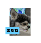 ニカ16歳（個別スタンプ：16）