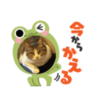 にゃこココ（個別スタンプ：4）