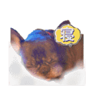 風丸と風夏ちゃんと夏花ちゃんのスタンプ（個別スタンプ：16）