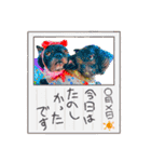 風丸と風夏ちゃんと夏花ちゃんのスタンプ（個別スタンプ：31）