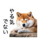 やる気がない☆柴犬（個別スタンプ：1）