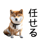 やる気がない☆柴犬（個別スタンプ：3）