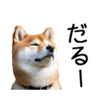 やる気がない☆柴犬（個別スタンプ：5）