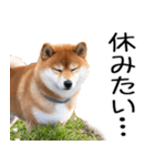 やる気がない☆柴犬（個別スタンプ：6）