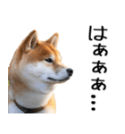 やる気がない☆柴犬（個別スタンプ：7）