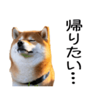 やる気がない☆柴犬（個別スタンプ：8）