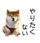 やる気がない☆柴犬（個別スタンプ：9）