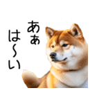 やる気がない☆柴犬（個別スタンプ：10）