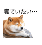 やる気がない☆柴犬（個別スタンプ：12）