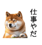 やる気がない☆柴犬（個別スタンプ：14）