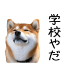 やる気がない☆柴犬（個別スタンプ：15）