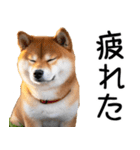 やる気がない☆柴犬（個別スタンプ：18）