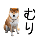 やる気がない☆柴犬（個別スタンプ：19）