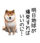 やる気がない☆柴犬（個別スタンプ：20）