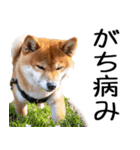 やる気がない☆柴犬（個別スタンプ：21）