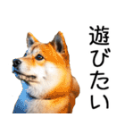 やる気がない☆柴犬（個別スタンプ：24）