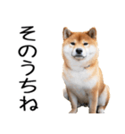 やる気がない☆柴犬（個別スタンプ：25）