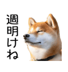 やる気がない☆柴犬（個別スタンプ：26）