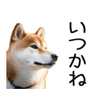やる気がない☆柴犬（個別スタンプ：27）