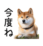 やる気がない☆柴犬（個別スタンプ：28）