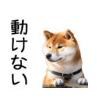 やる気がない☆柴犬（個別スタンプ：30）