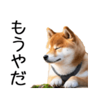 やる気がない☆柴犬（個別スタンプ：32）