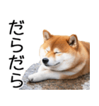 やる気がない☆柴犬（個別スタンプ：33）