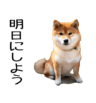 やる気がない☆柴犬（個別スタンプ：35）