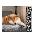 やる気がない☆柴犬（個別スタンプ：40）