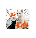 お酒とネコ好きな日常会話 石家番外編2（個別スタンプ：3）