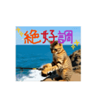 お酒とネコ好きな日常会話 石家番外編2（個別スタンプ：5）