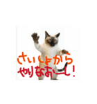 お酒とネコ好きな日常会話 石家番外編2（個別スタンプ：11）