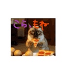 お酒とネコ好きな日常会話 石家番外編2（個別スタンプ：14）