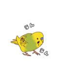 セキセイインコぽっきー（個別スタンプ：1）