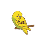 セキセイインコぽっきー（個別スタンプ：2）