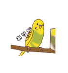 セキセイインコぽっきー（個別スタンプ：3）