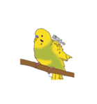 セキセイインコぽっきー（個別スタンプ：4）