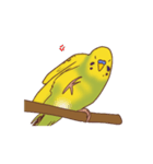 セキセイインコぽっきー（個別スタンプ：5）