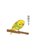セキセイインコぽっきー（個別スタンプ：9）