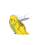 セキセイインコぽっきー（個別スタンプ：10）