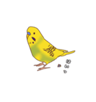 セキセイインコぽっきー（個別スタンプ：11）