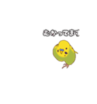 セキセイインコぽっきー（個別スタンプ：12）