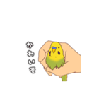 セキセイインコぽっきー（個別スタンプ：13）