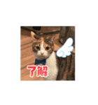 LEN RIN（個別スタンプ：12）