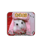ハムスタースタンプ日常④（個別スタンプ：1）